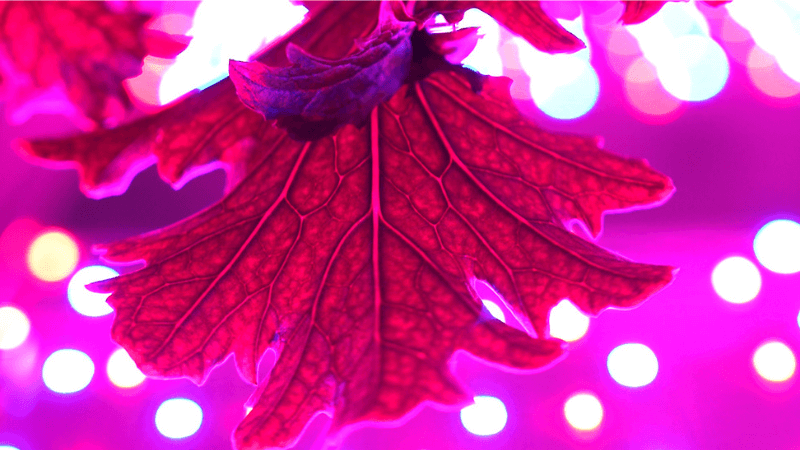 A leaf colored pink by the lights of a Freight Farm