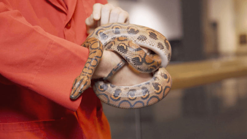A museum educator with a rainbow boa