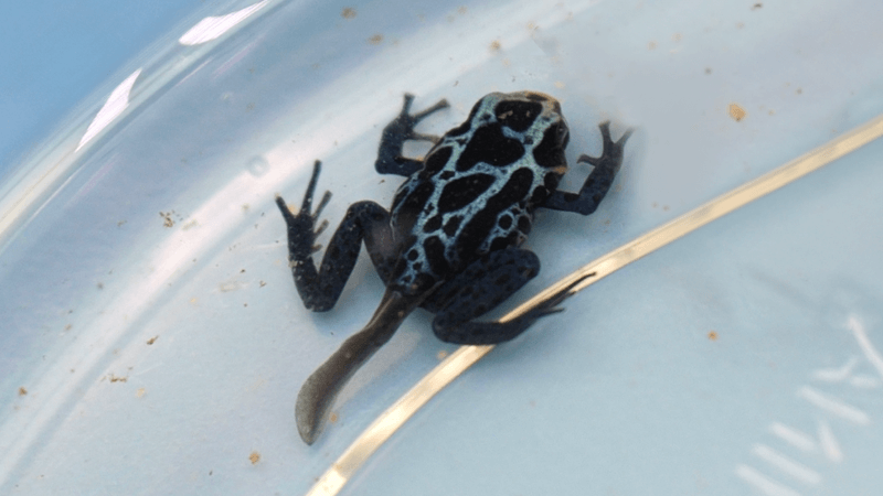 A blue poison dart frog with part of a tadpole tail