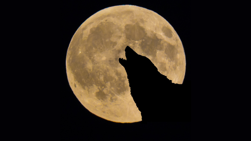 A wolf outlined by a full moon
