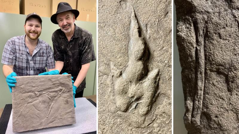 Various images of fossils found in Massachusetts.