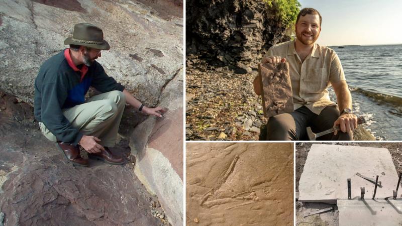 Various images of fossils found in Massachusetts.
