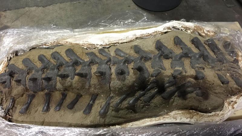 A fossil in a cast.