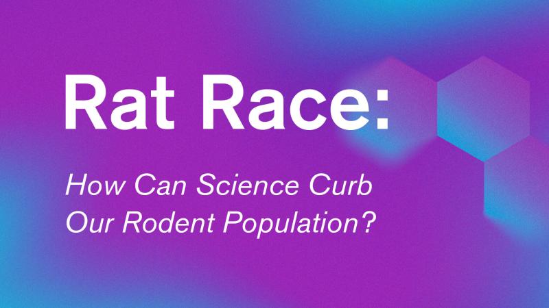 A purple and Blue background with the words "Rat Race: How Can Science Curb Our Rodent Population?"