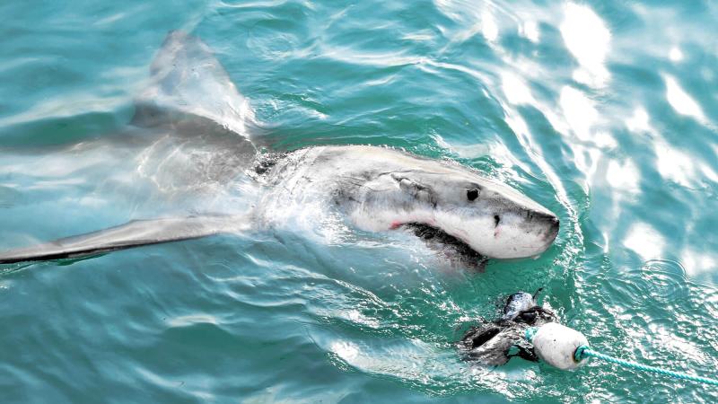 A great white shark chasing a meat lure and breaching sea surface.