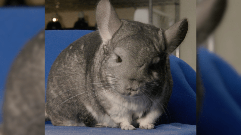 A chinchilla