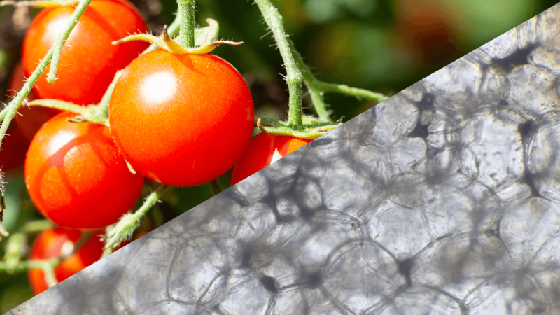A tomato plant next to a microscopic close up of tomato cells