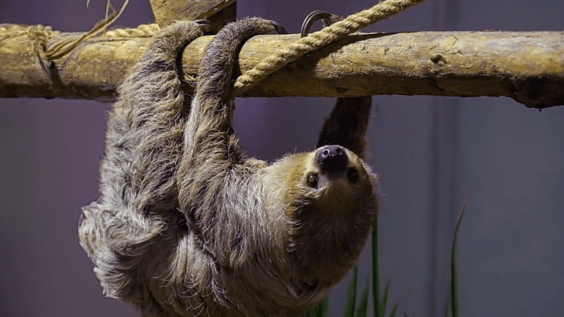 Sash the sloth hanging upside down from a branch