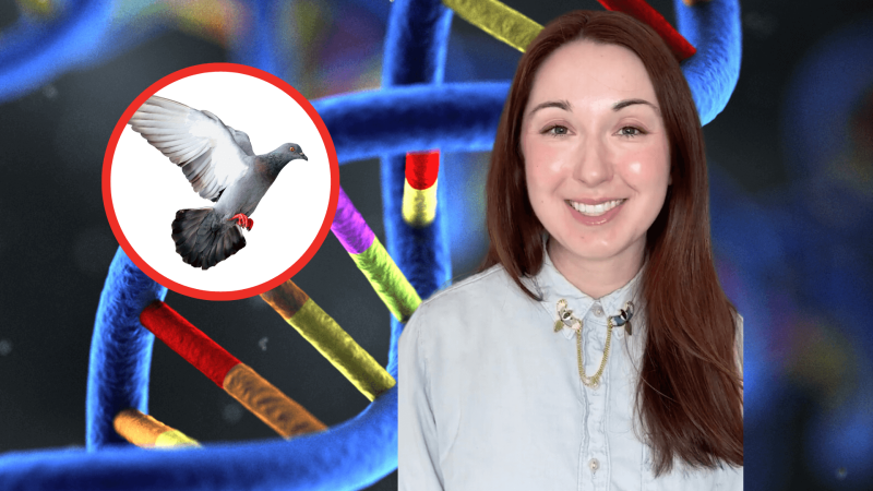 Alex Dainis with illustrations of a gene and a pigeon