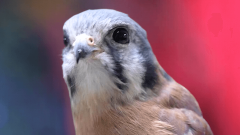 Clarence the Kestrel