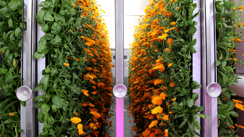 A view of a vertical farm with lush plants
