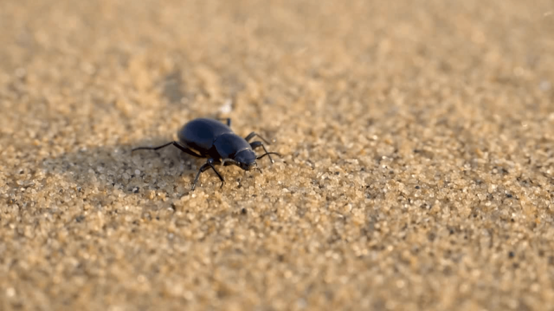 A Desert Darkling Beetle