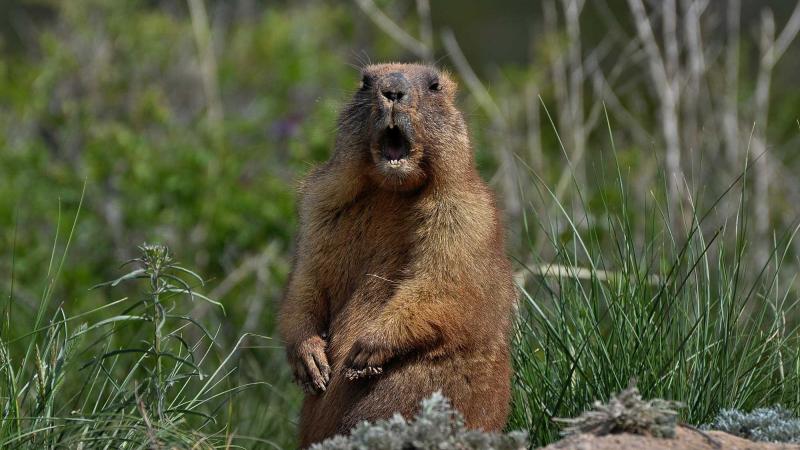 A groundhog, a notoriously unreliable predictor of spring. Credit: Shutterstock