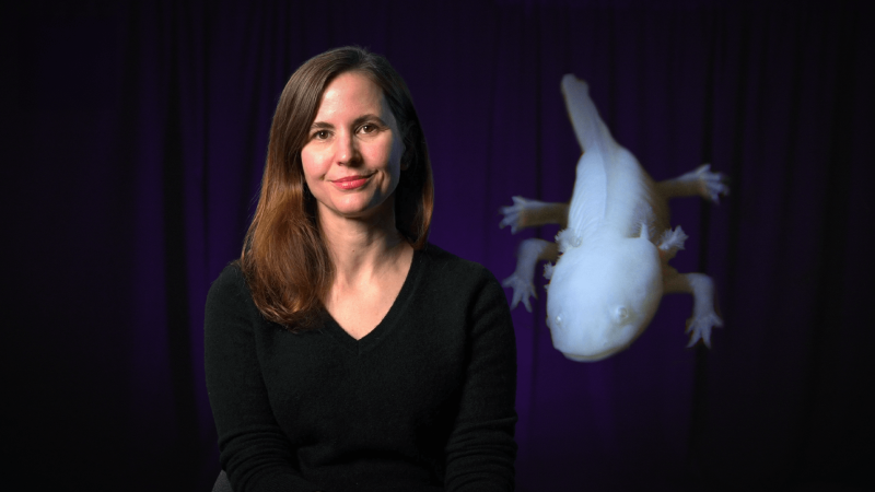 Jessica Whited with an image of an axolotl