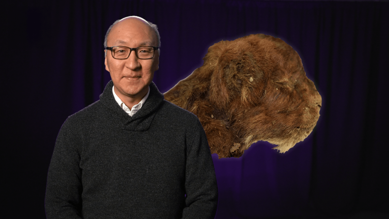 Insoo Hyun with an image of a mummified saber-tooth cub