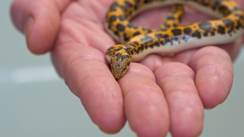 Sand boa in Keeper Jason's hand