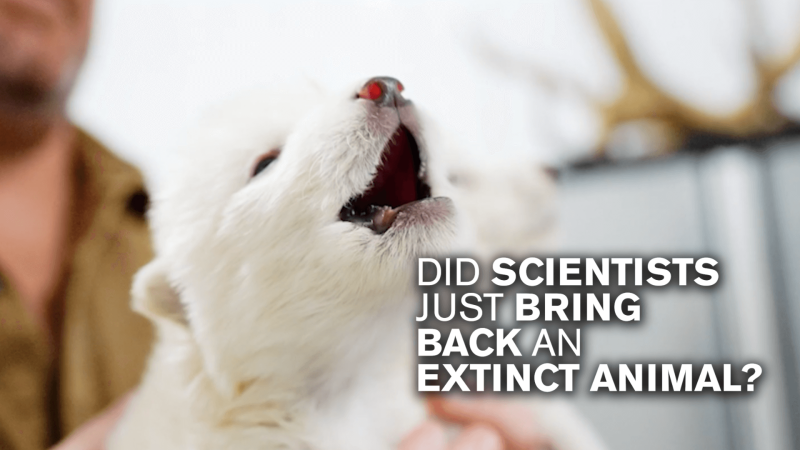 A baby "dire wolf" with the text "Did scientists just bring back an extinct animal?"