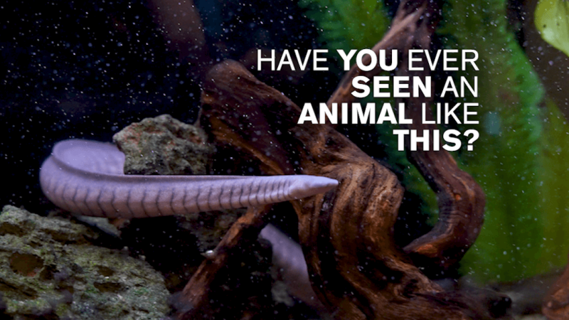 A caecilian swimming under water with the text "Have you ever seen an animal like this?"