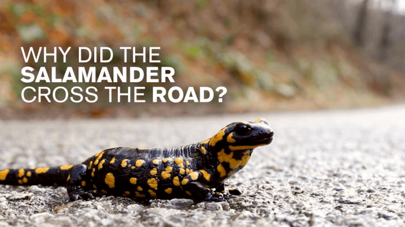 A salamander on a roadway with the white text "Why did the salamander cross the road?"