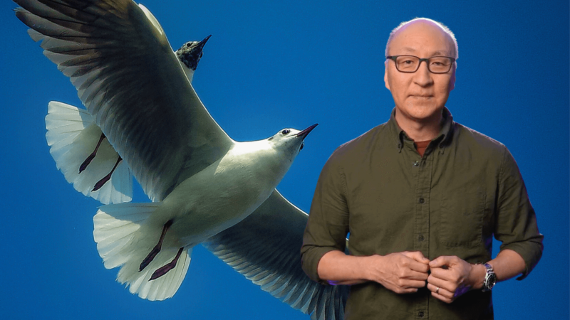 Insoo Hyun in front of a seagull flying against a blue sky
