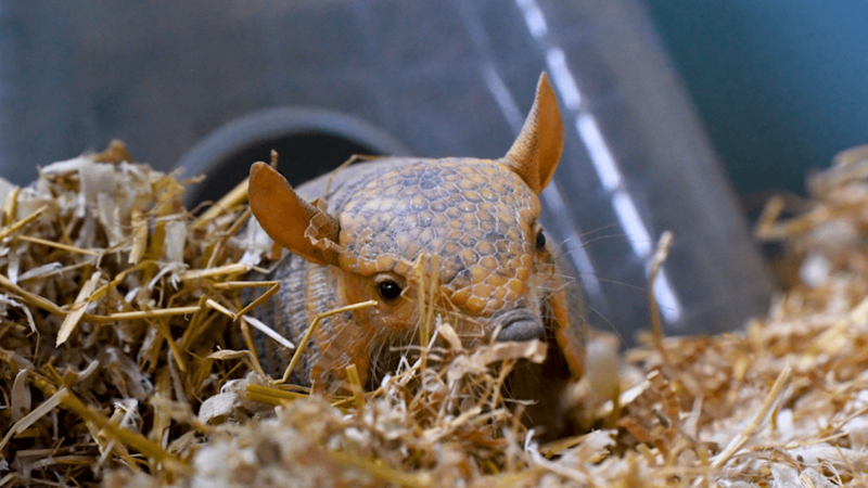 Diego the armadillo in his habitat.