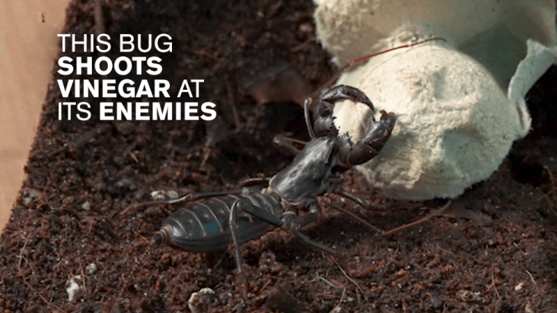 A vinegaroon in its enclosure with white text reading "This bug shoots vinegar at its enemies."