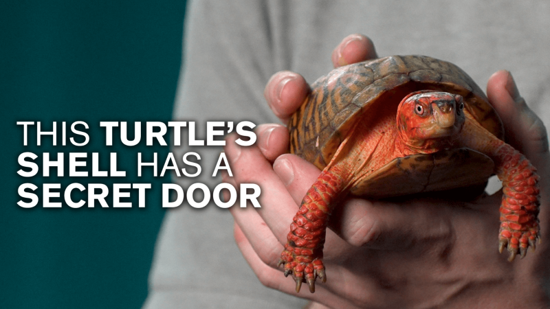 A box turtle is held up with white text reading "This Turtle's Shell Has A Secret Door"