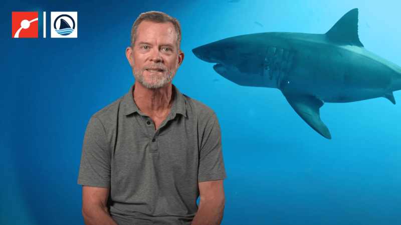 Chris Fischer in front of a white shark swimming underwater