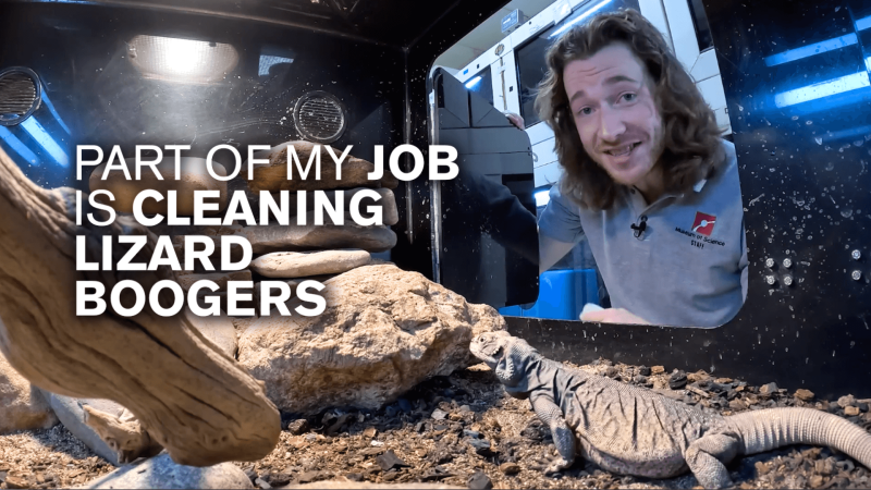 Educator Jason with a chuckwalla next to white text reading "Part of my job is cleaning lizard boogers"
