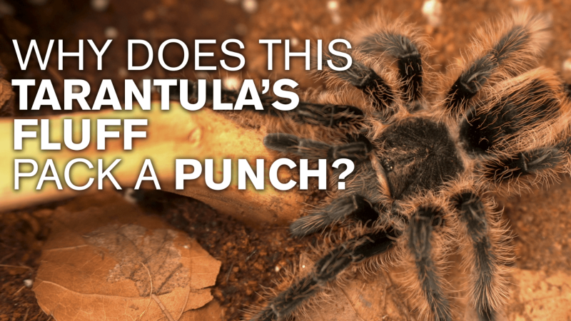A tarantula with white text that reads "Why does this tarantula's fluff pack a punch?"