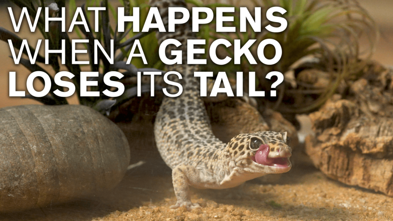 A leopard gecko with white text reading "What happens when a gecko loses its tail?"