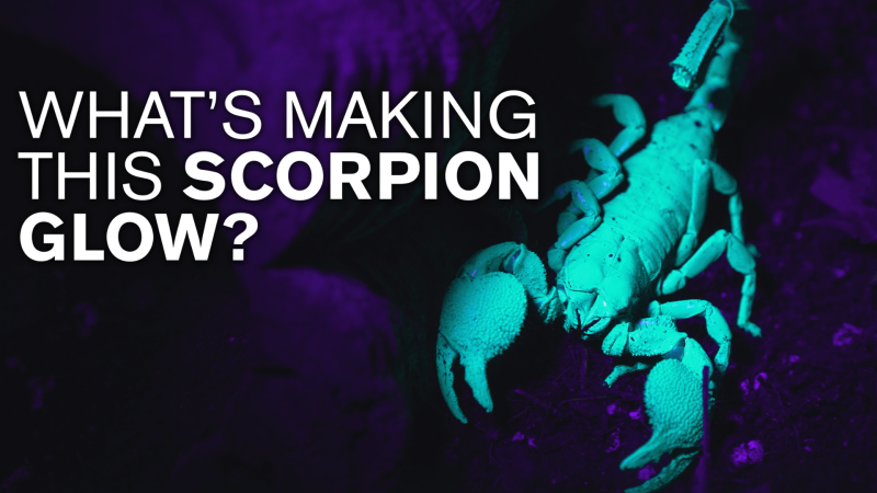 A scorpion glowing blue with white text reading "What's making this scorpion glow?"