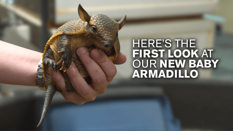 A baby armadillo with white text reading "Here's the first look at our new baby armadillo"