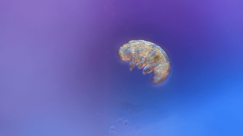 Tardigrade on a blue and purple ombre background