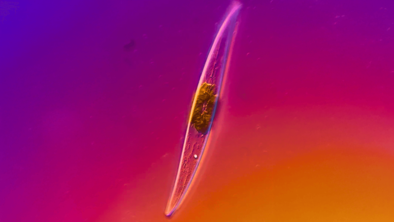 A tardigrade against a purple, pink, and orange gradient