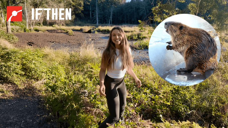 The Nature Educator in a wetland environment with a call out circle highlighting a beaver.