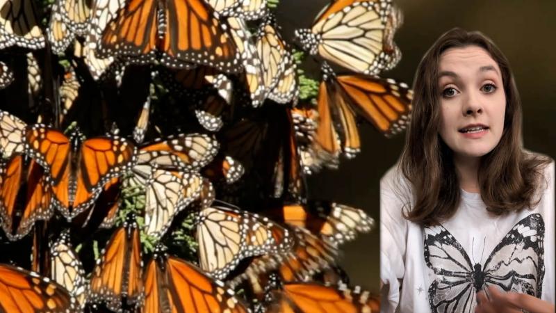 Educator Eva in front of monarch butterflies