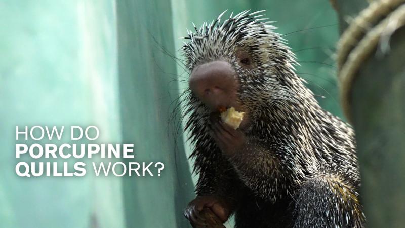 Guillermo, a prehensile tailed porcupine, eating a snack with white text reading "How do porcupine quills work?"