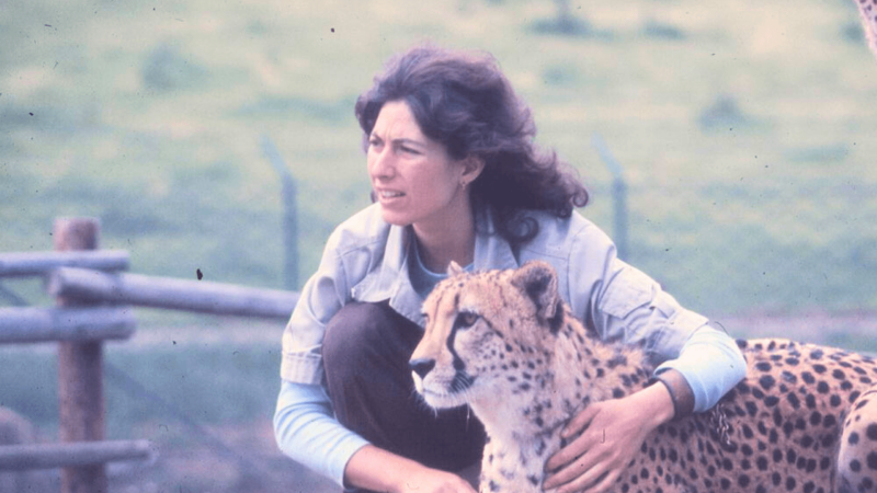 A young Dr. Laurie Marker with a cheetah