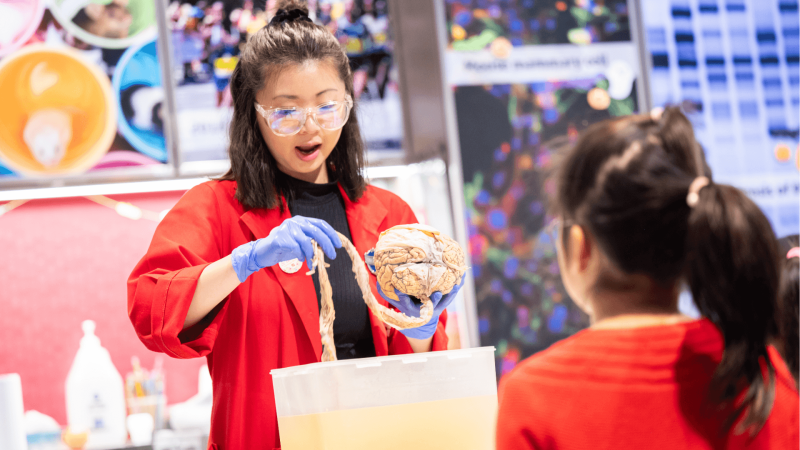 A Museum of Science educator in a red lab coat, goggles, and gloves holds a human brain for a young museum visitor.