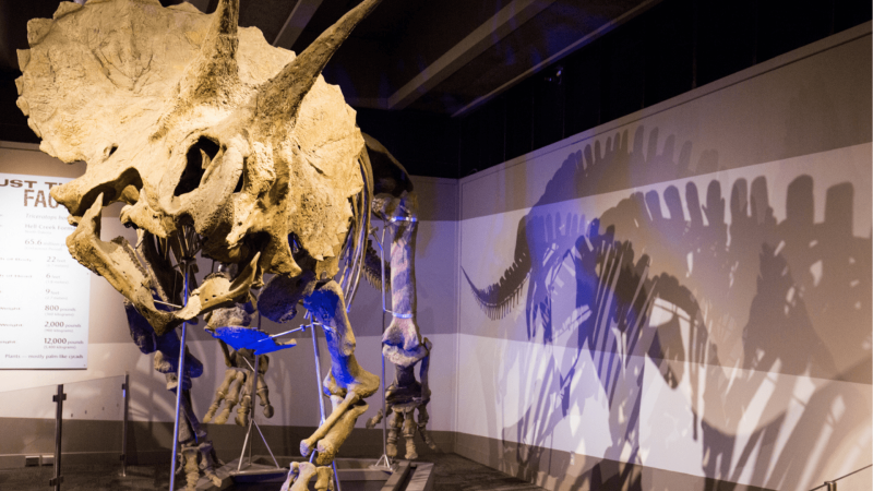 Cliff the Triceratops lit with blue light in the Dinosaurs exhibit.