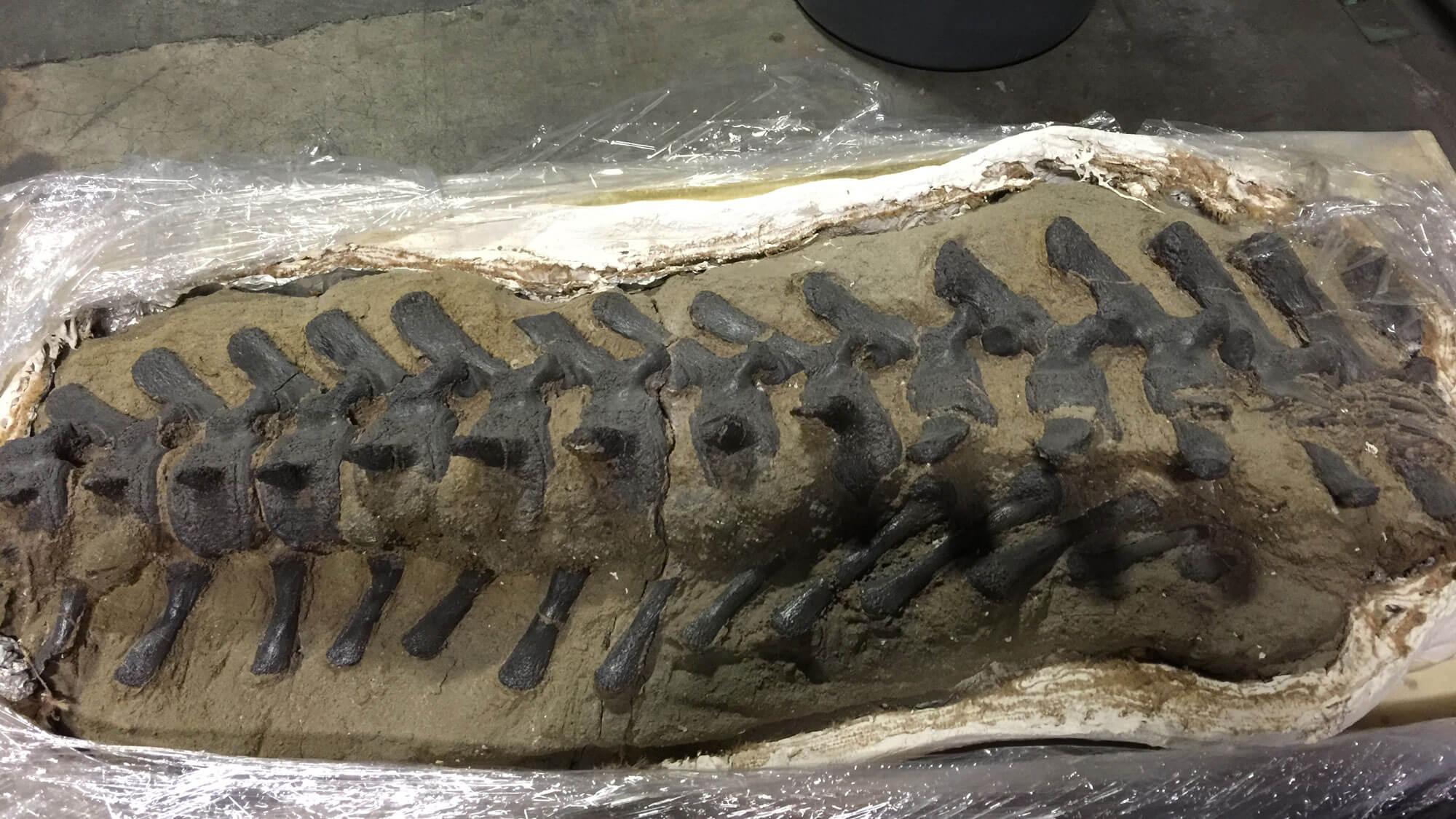 A fossil in a cast.