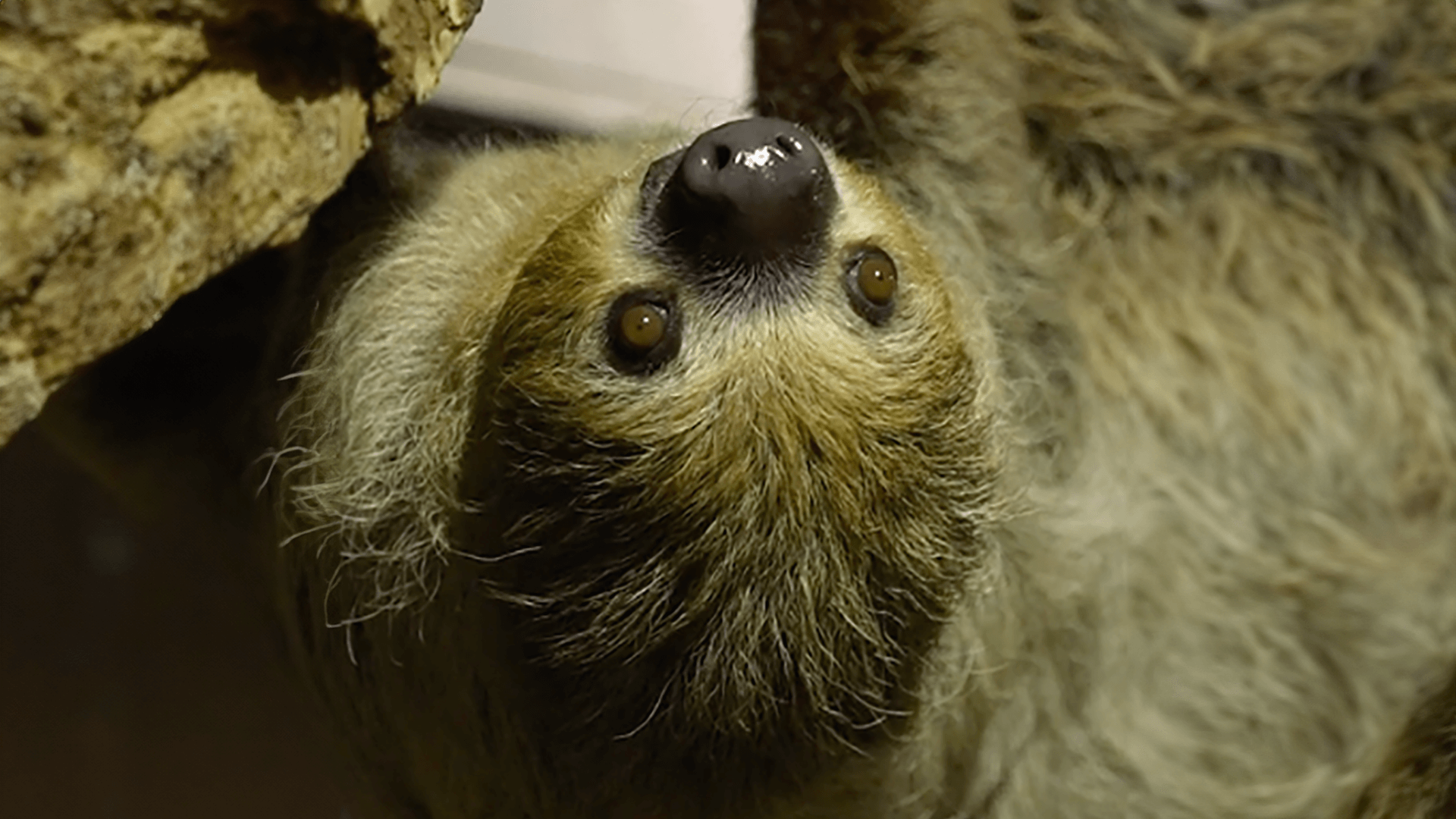 A sloth hanging upside-down