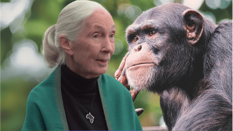 Jane Goodall on the left hand side and a chimpanzee on the right side.