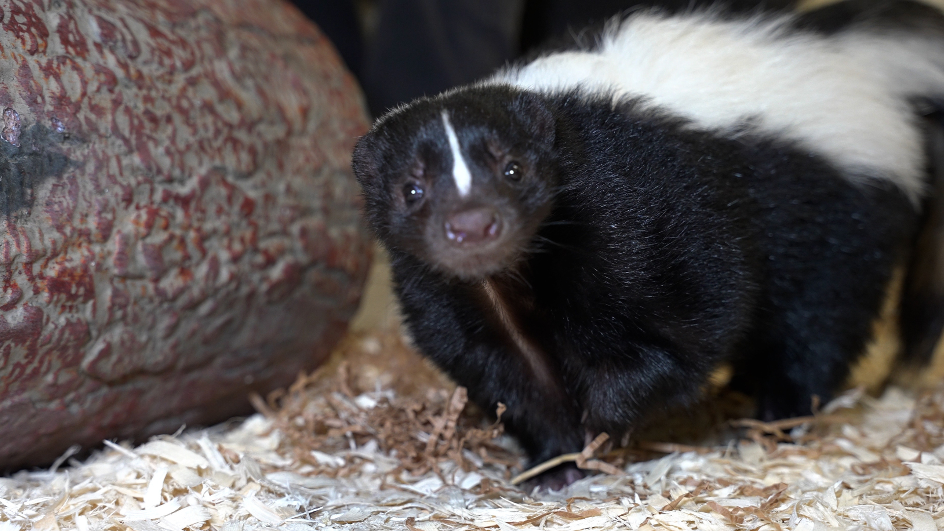 Lily the Skunk standing next to a rock 