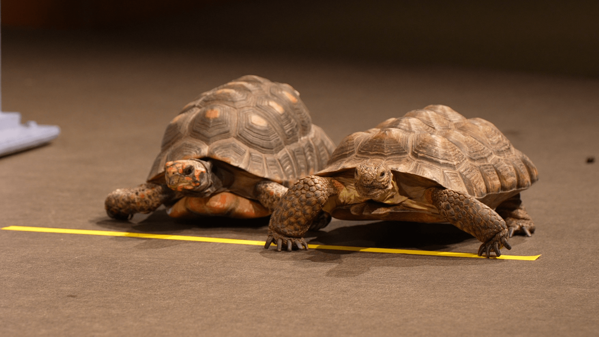 Sonora the Desert Tortoise and Santana the rainforest Tortoise at the racing line. 