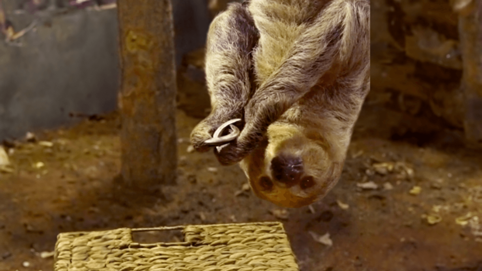 Sash the sloth hanging upside down next to a basket