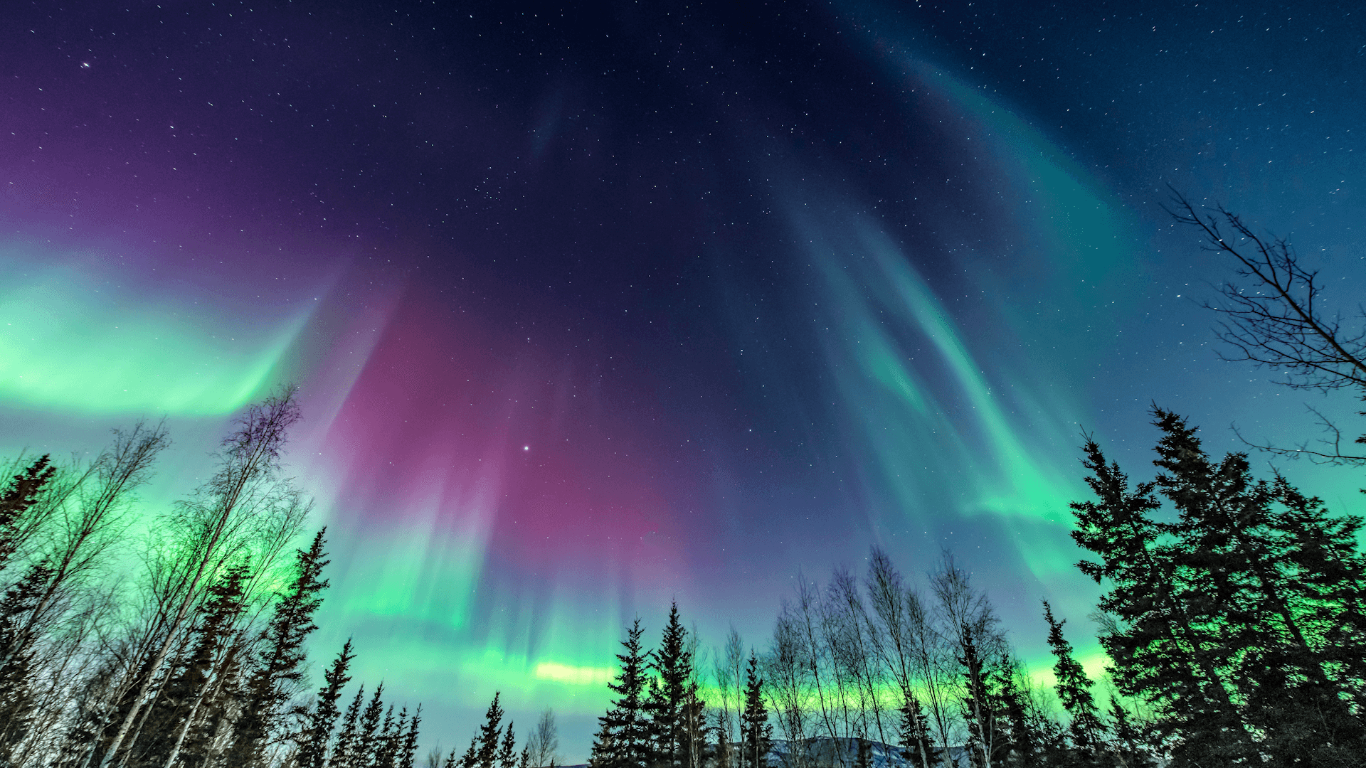 The aurora in the night sky with trees in the foreground