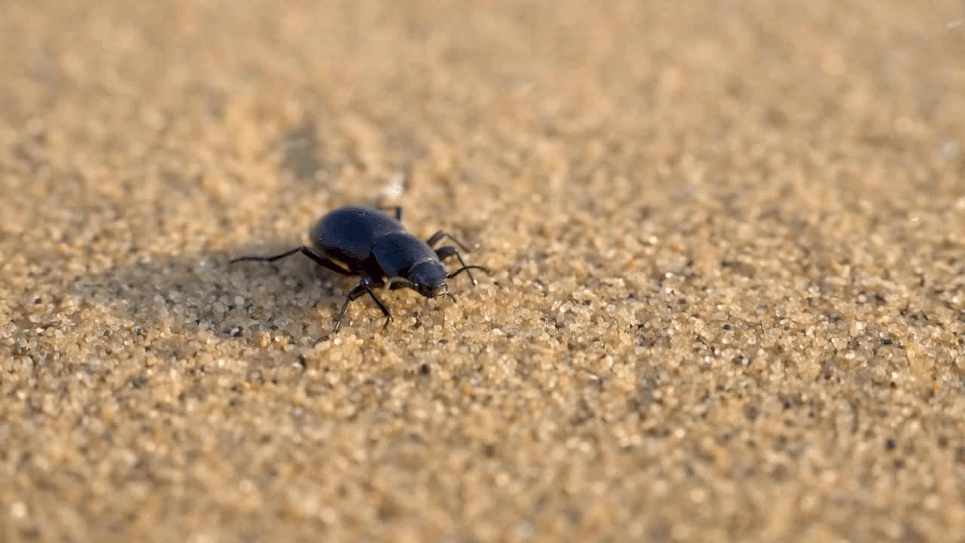 A Desert Darkling Beetle