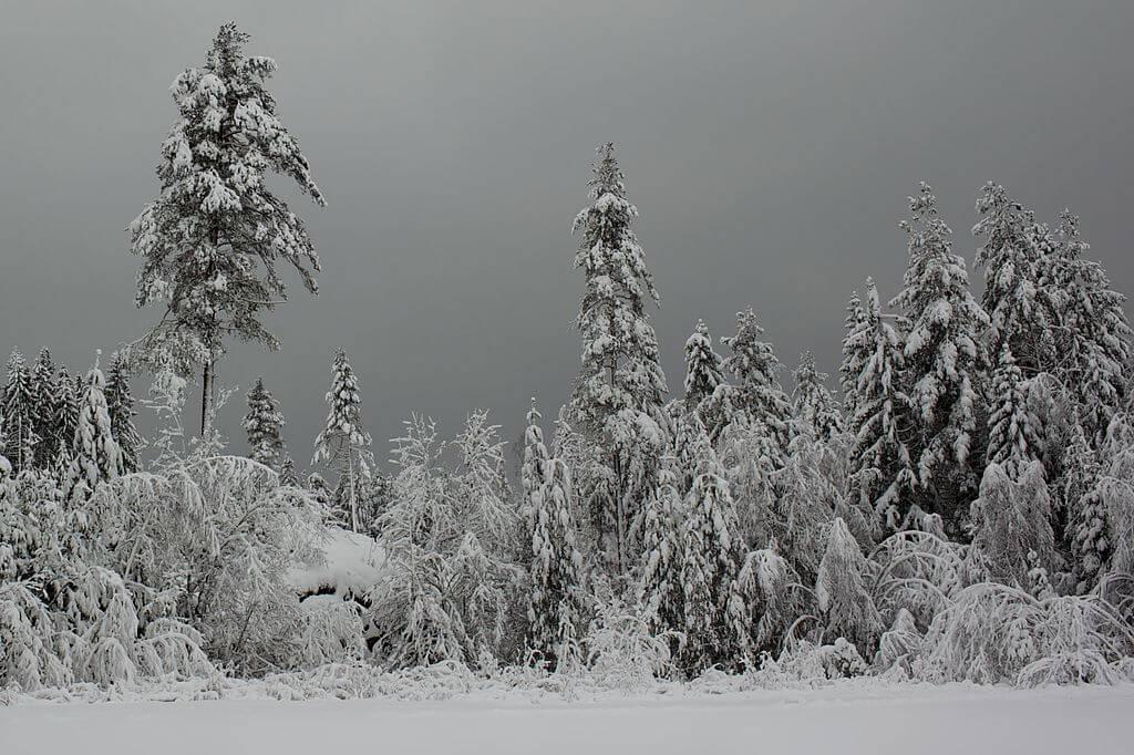 Winter Credit: Ernst Vikne via Wikipedia Commons